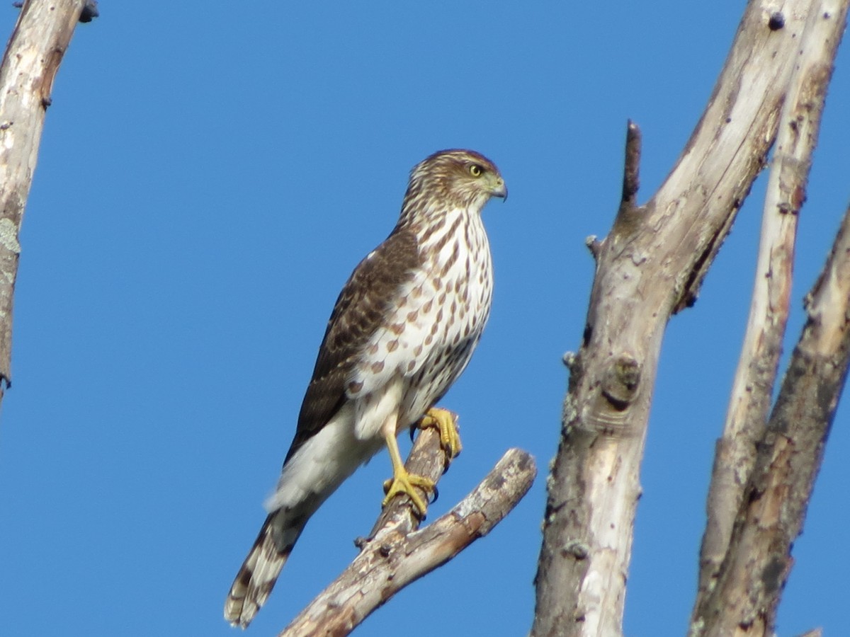 Cooper's Hawk - ML643204898