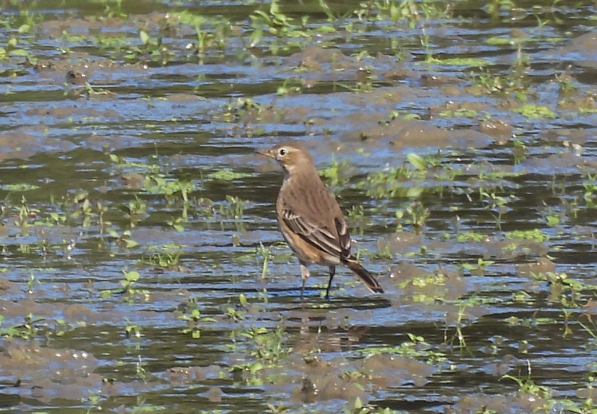 Pipit d'Amérique - ML643204899