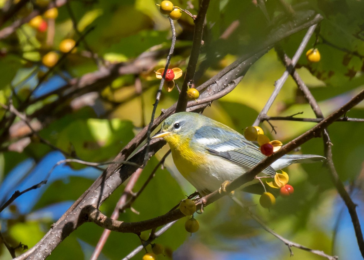 Northern Parula - ML643204920