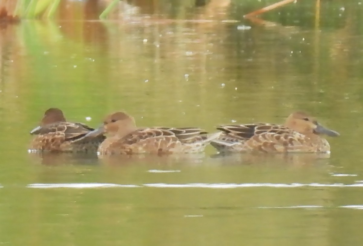 アカシマアジ - ML643204923