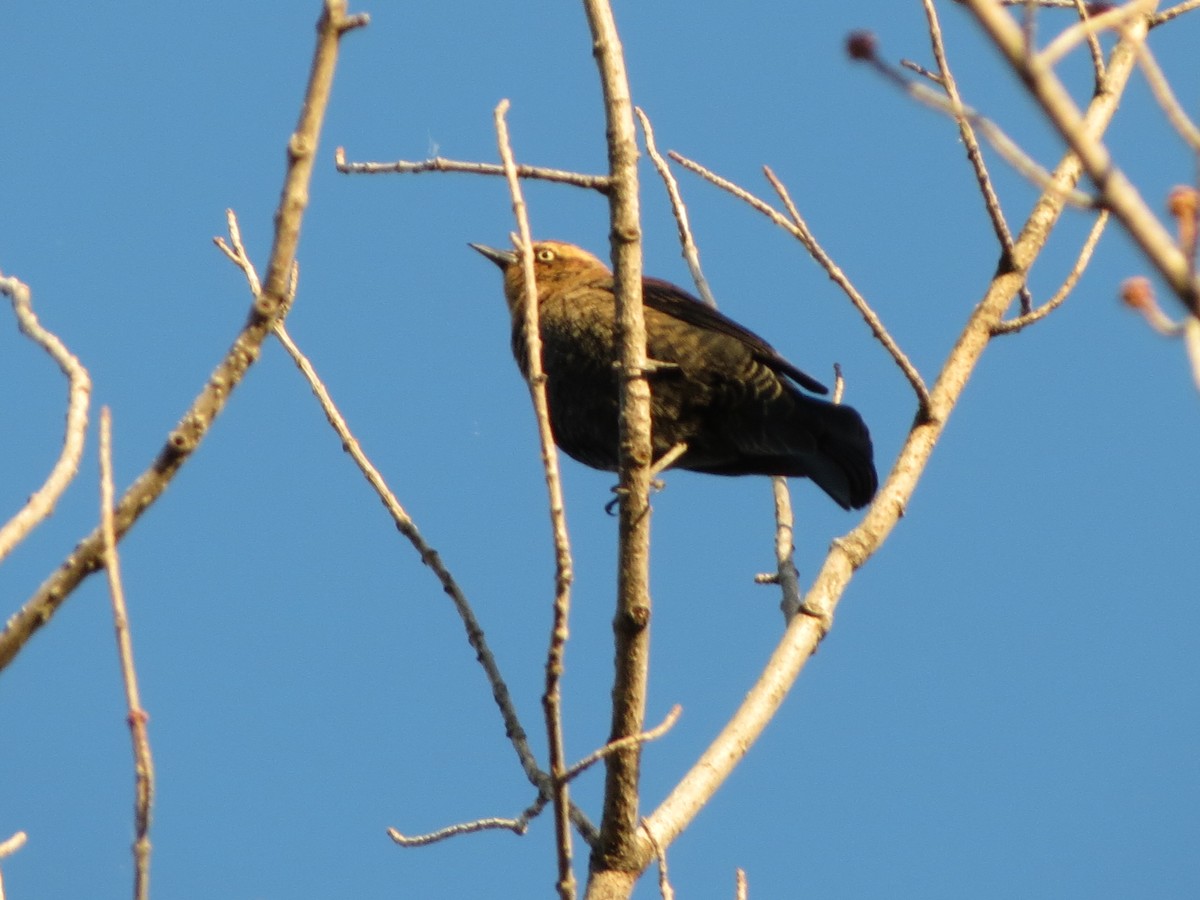 Rusty Blackbird - ML643204929