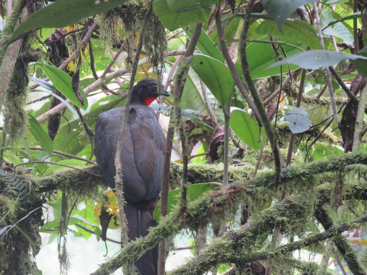 Crested Guan - ML643204932