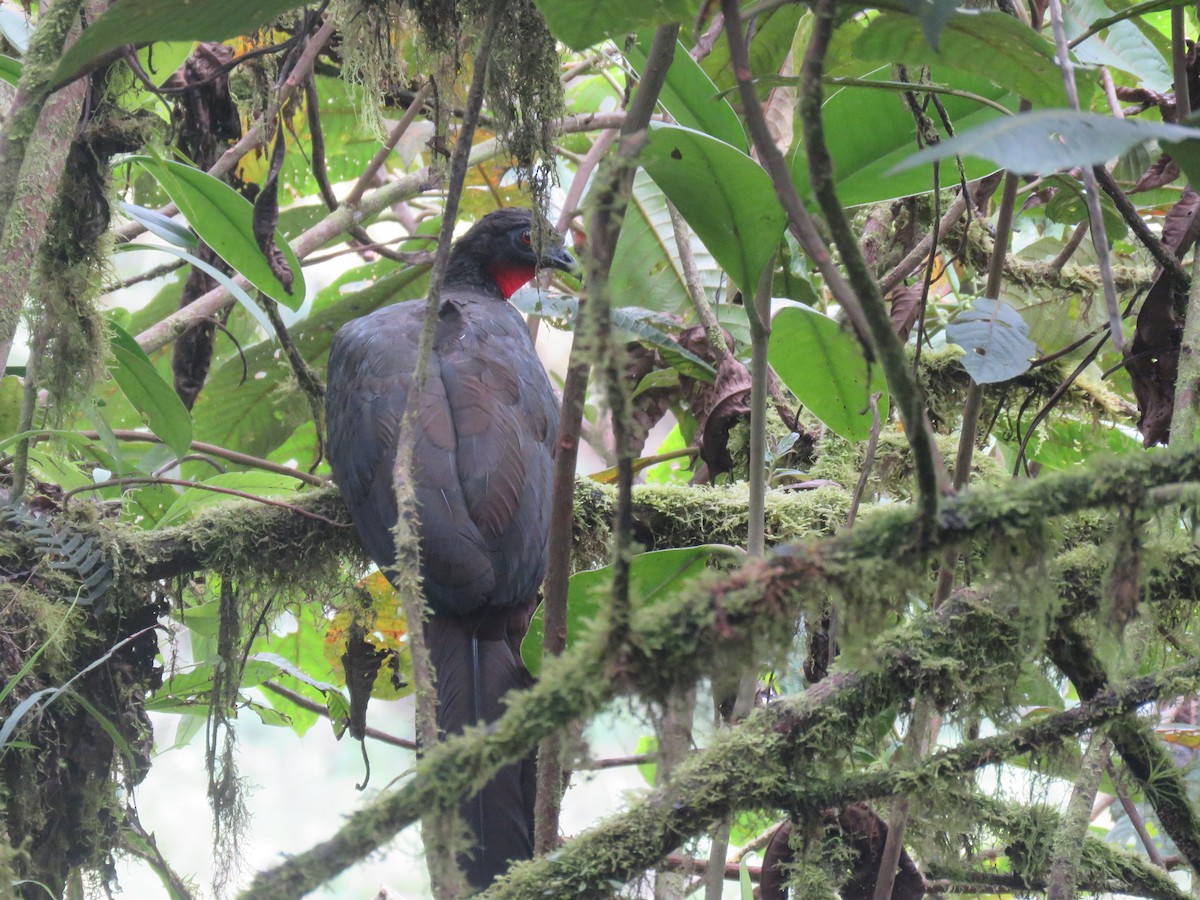 Crested Guan - ML643204933