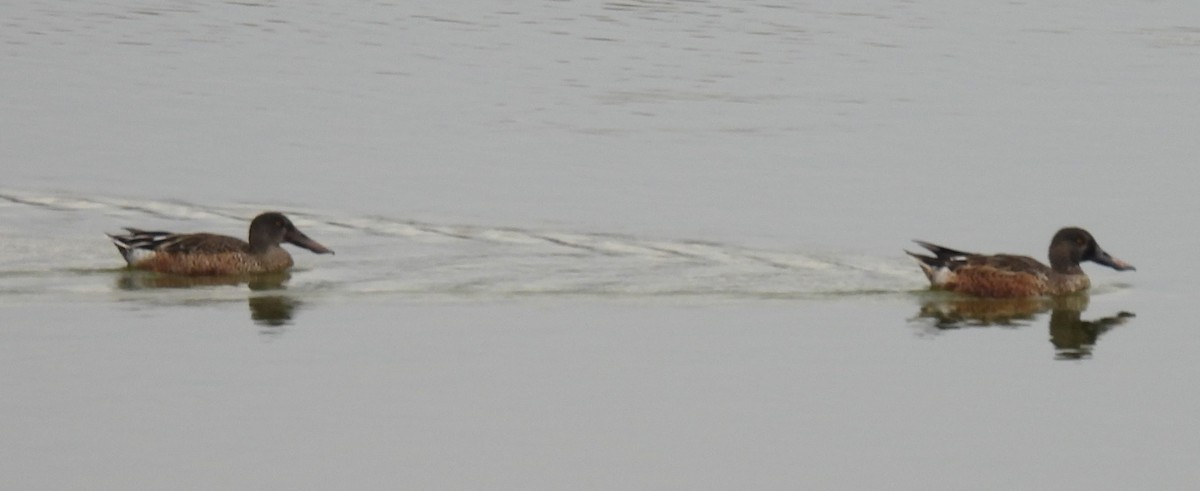Northern Shoveler - ML643204940