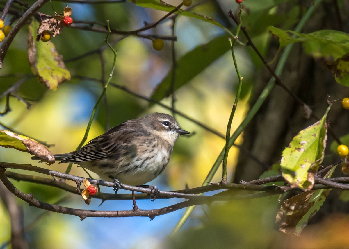 Yellow-rumped Warbler - ML643204948