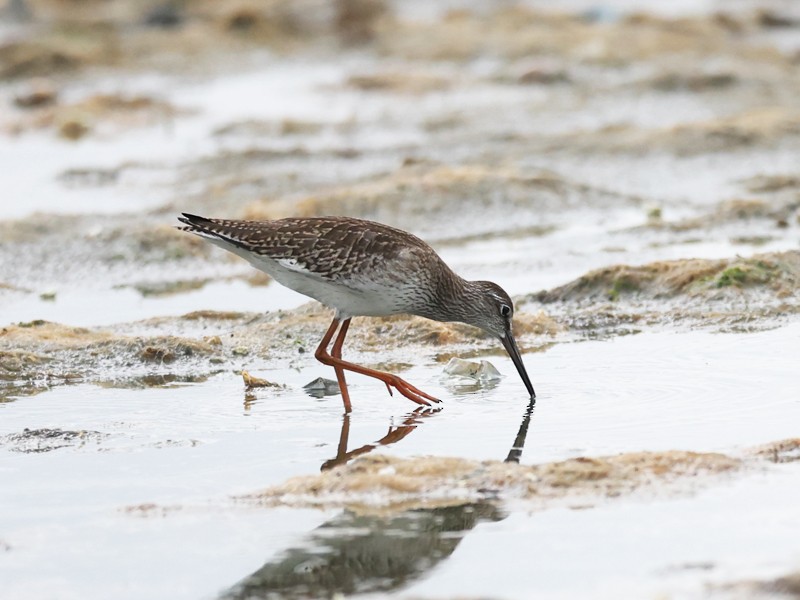 Spotted Redshank - ML643204953