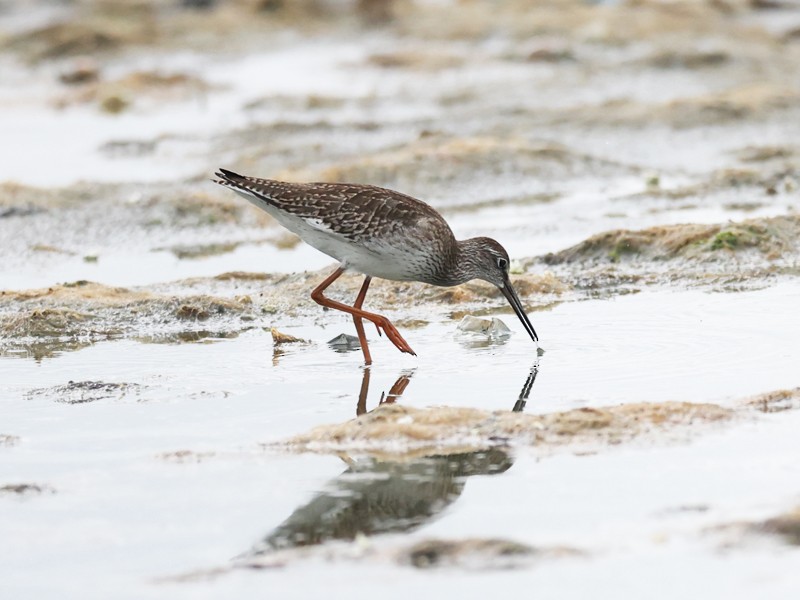 Spotted Redshank - ML643204954