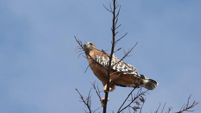Red-shouldered Hawk (elegans) - ML643204975