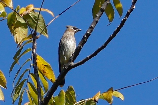 Cedar Waxwing - ML643204979