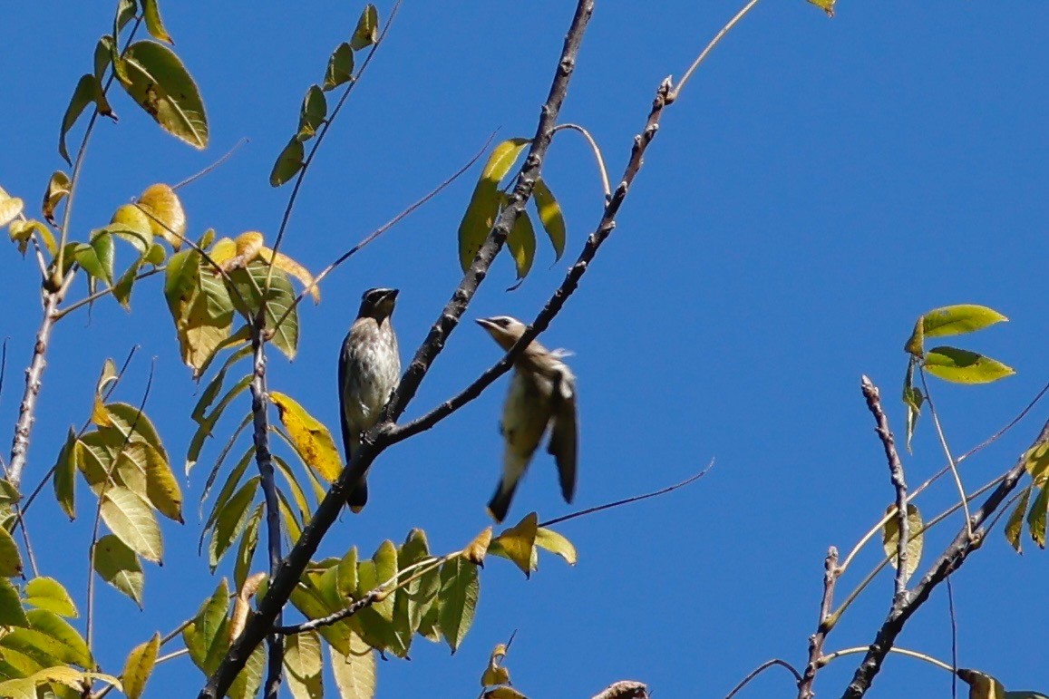 Cedar Waxwing - ML643204980