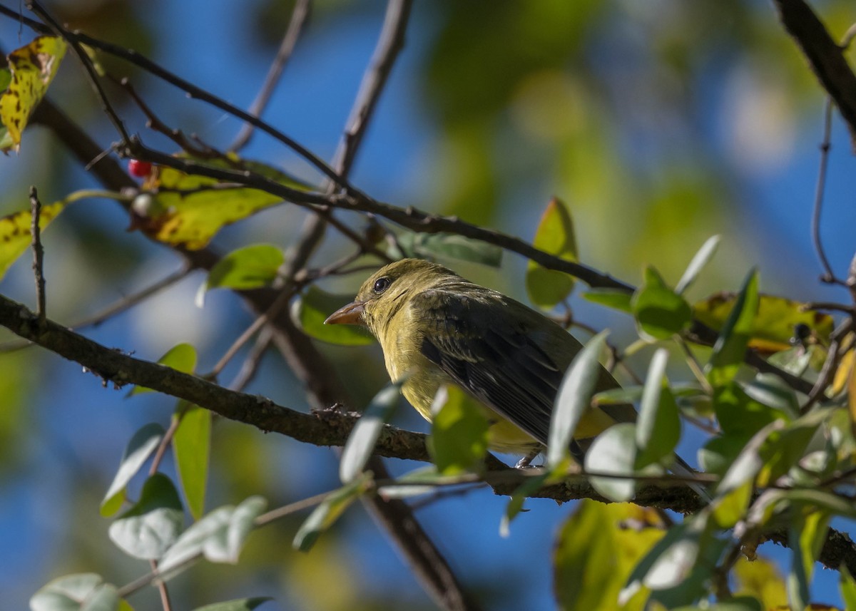Scarlet Tanager - ML643204992