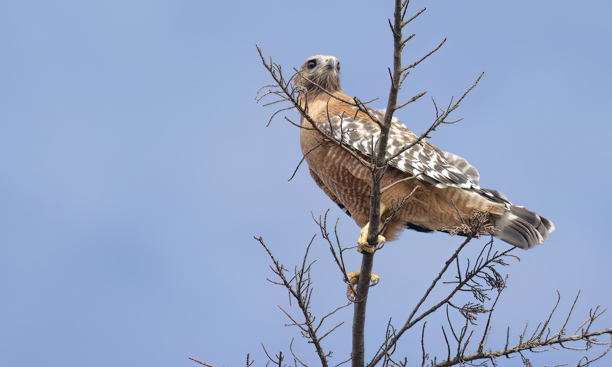 Red-shouldered Hawk (elegans) - ML643205003