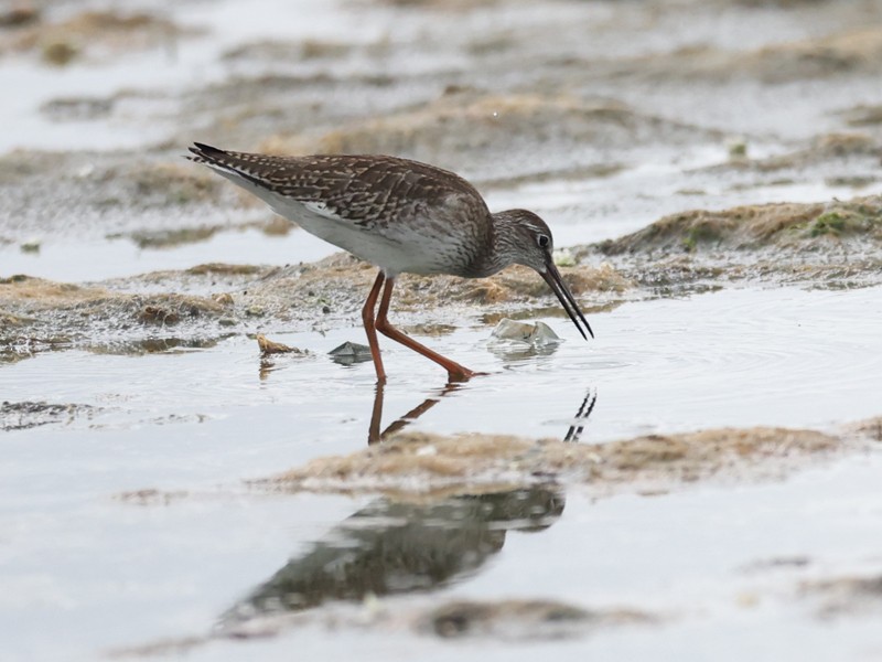 Spotted Redshank - ML643205008