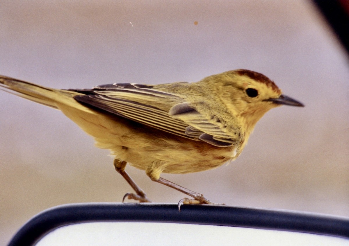 Mangrove Yellow Warbler - ML643205019