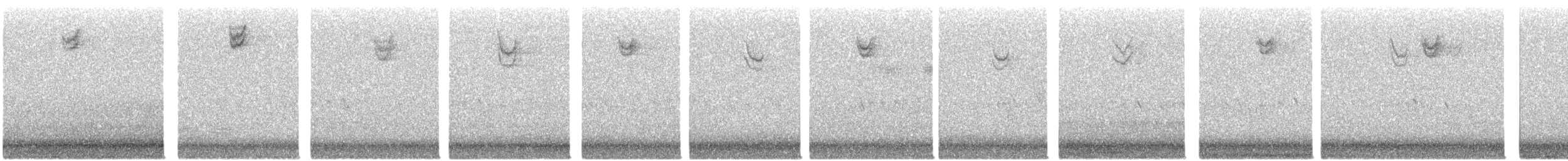 new world sparrow sp. - ML643205020