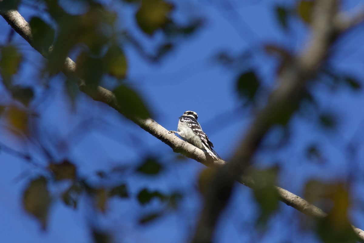 Downy Woodpecker - ML643205022