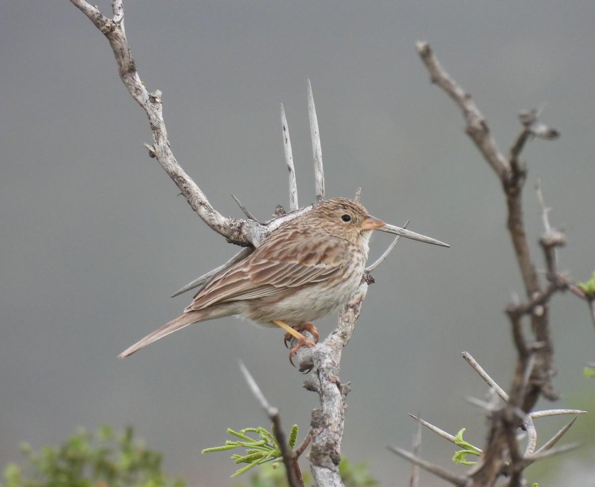 Carbonated Sierra Finch - ML643205036