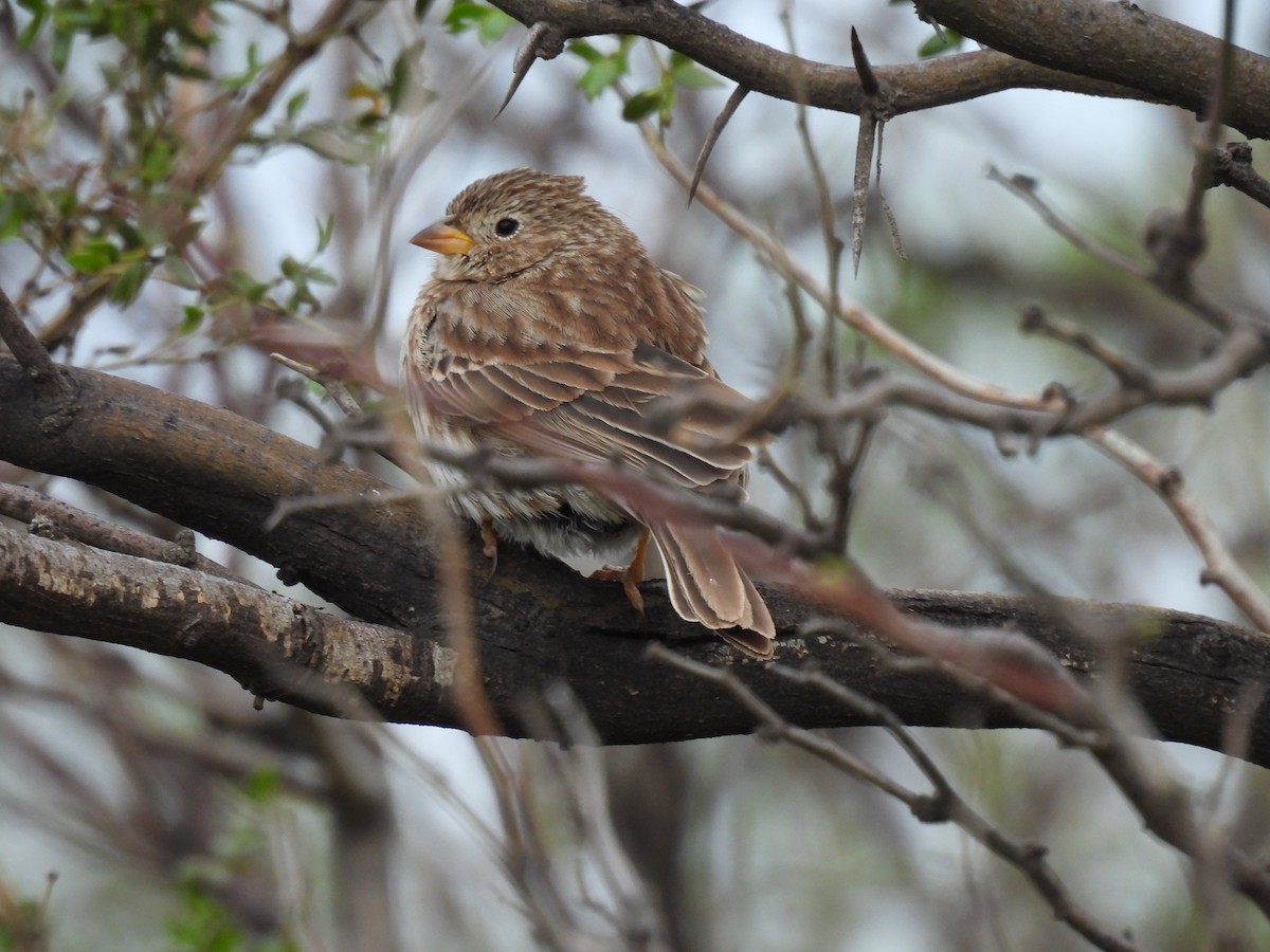 Carbonated Sierra Finch - ML643205037