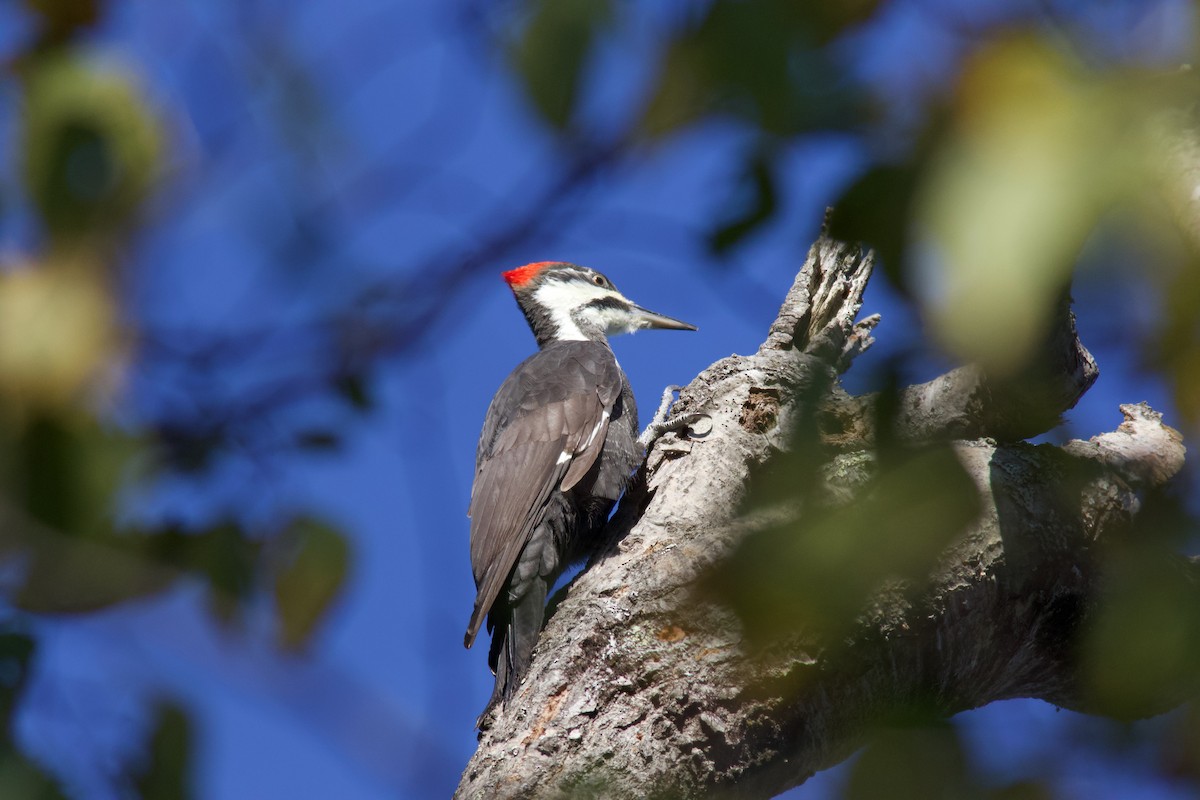 Pileated Woodpecker - ML643205045