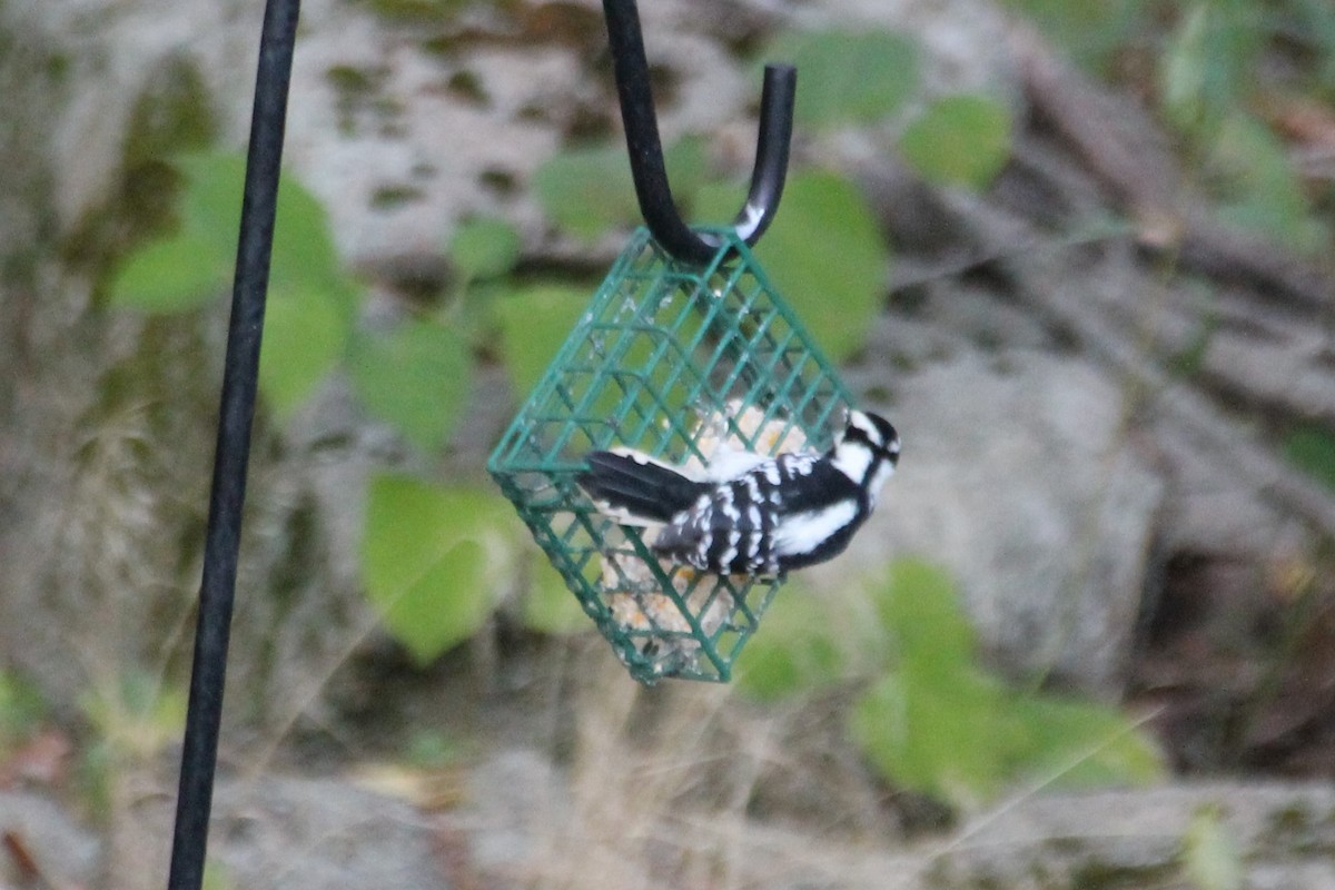 Downy Woodpecker - ML643205078