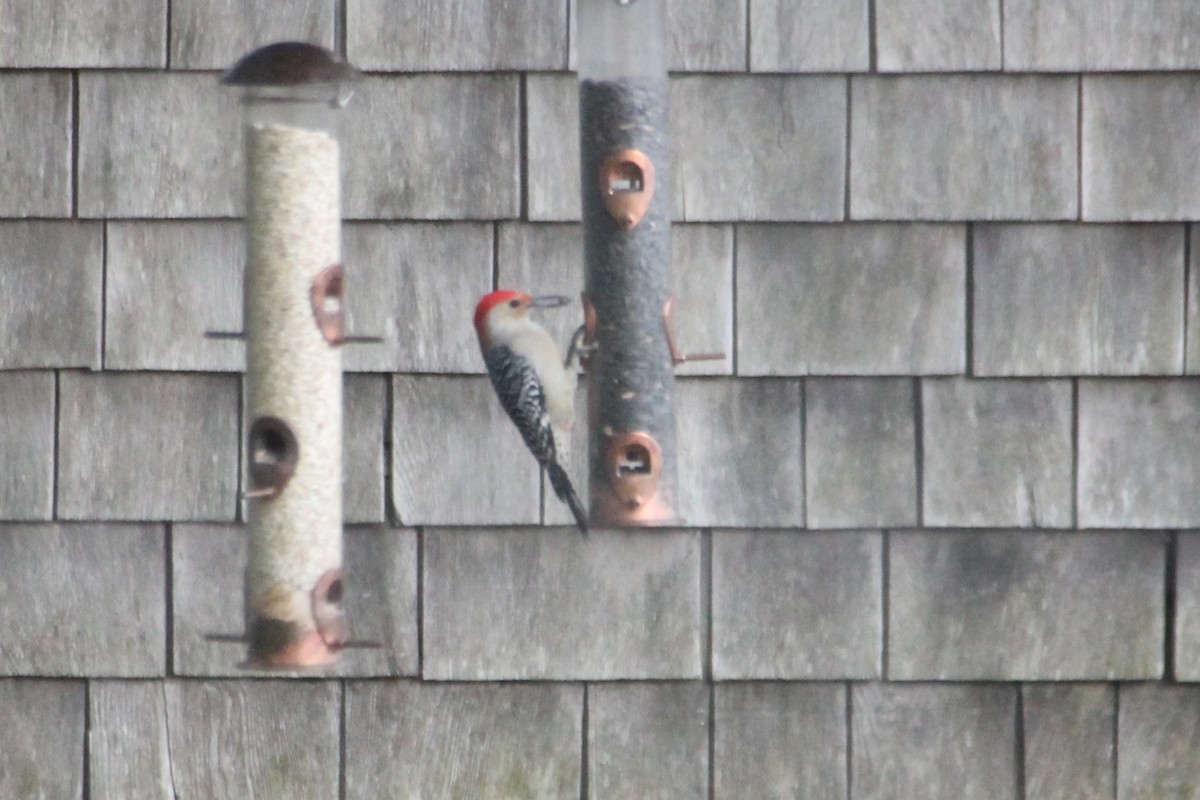 Red-bellied Woodpecker - ML643205102