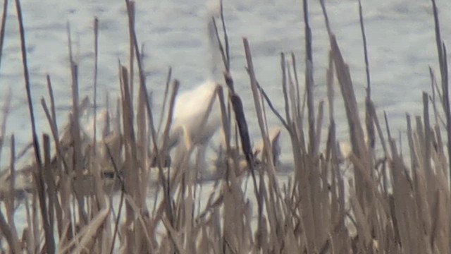 Little Blue Heron - ML643205124