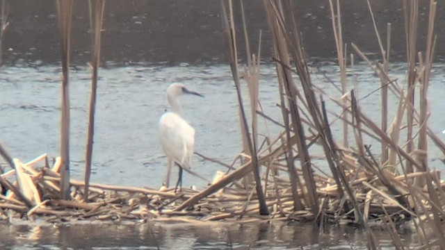 Little Blue Heron - ML643205125