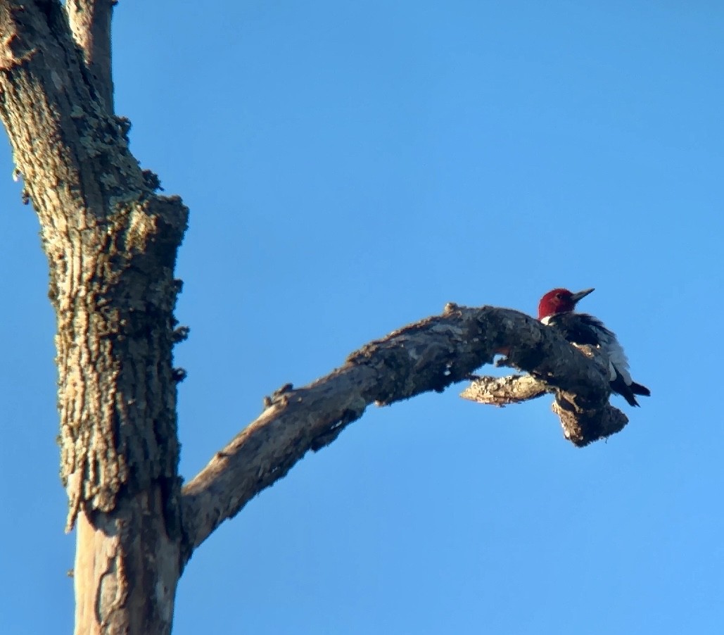 Red-headed Woodpecker - ML643205130