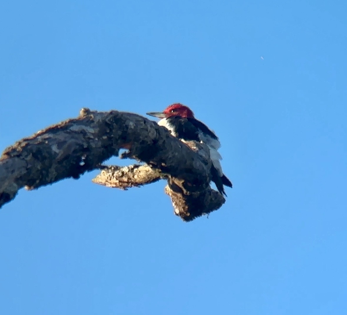 Red-headed Woodpecker - ML643205131