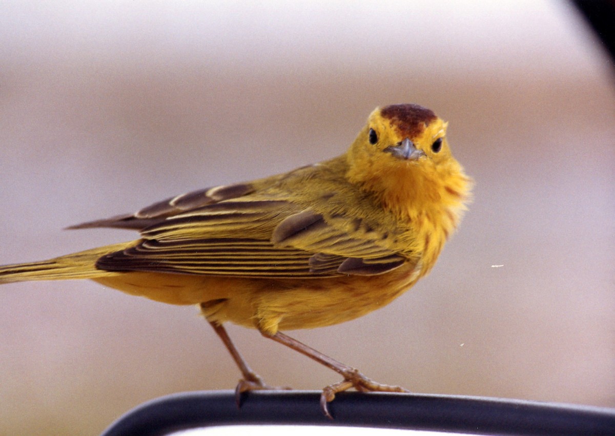 Mangrove Yellow Warbler - ML643205203