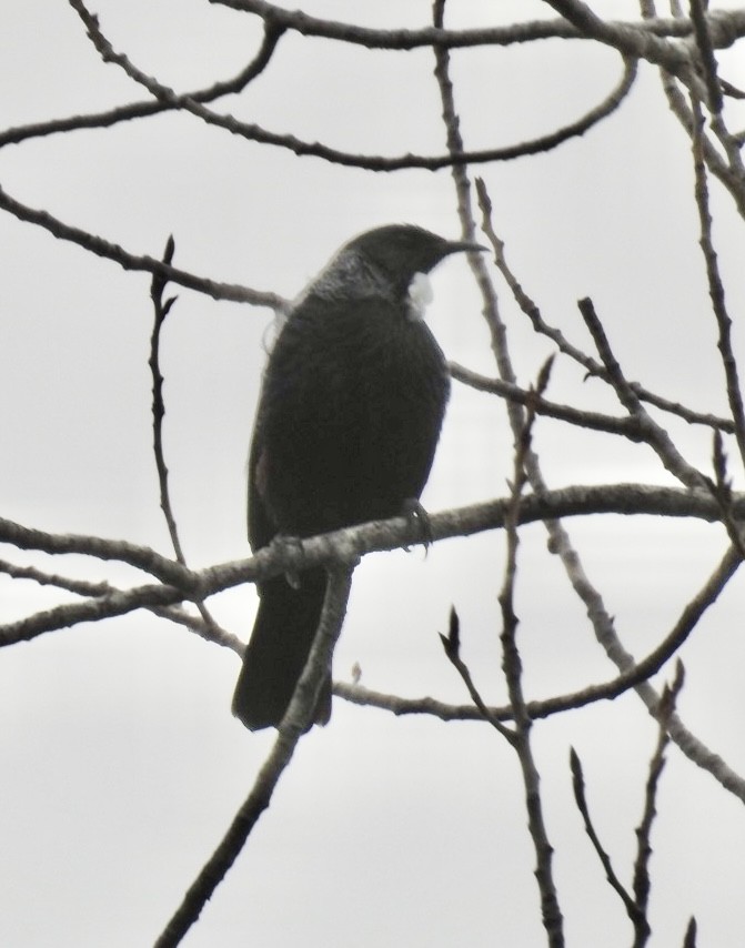 Tui - ML643205274