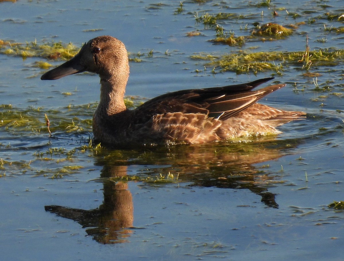 アカシマアジ - ML643205302