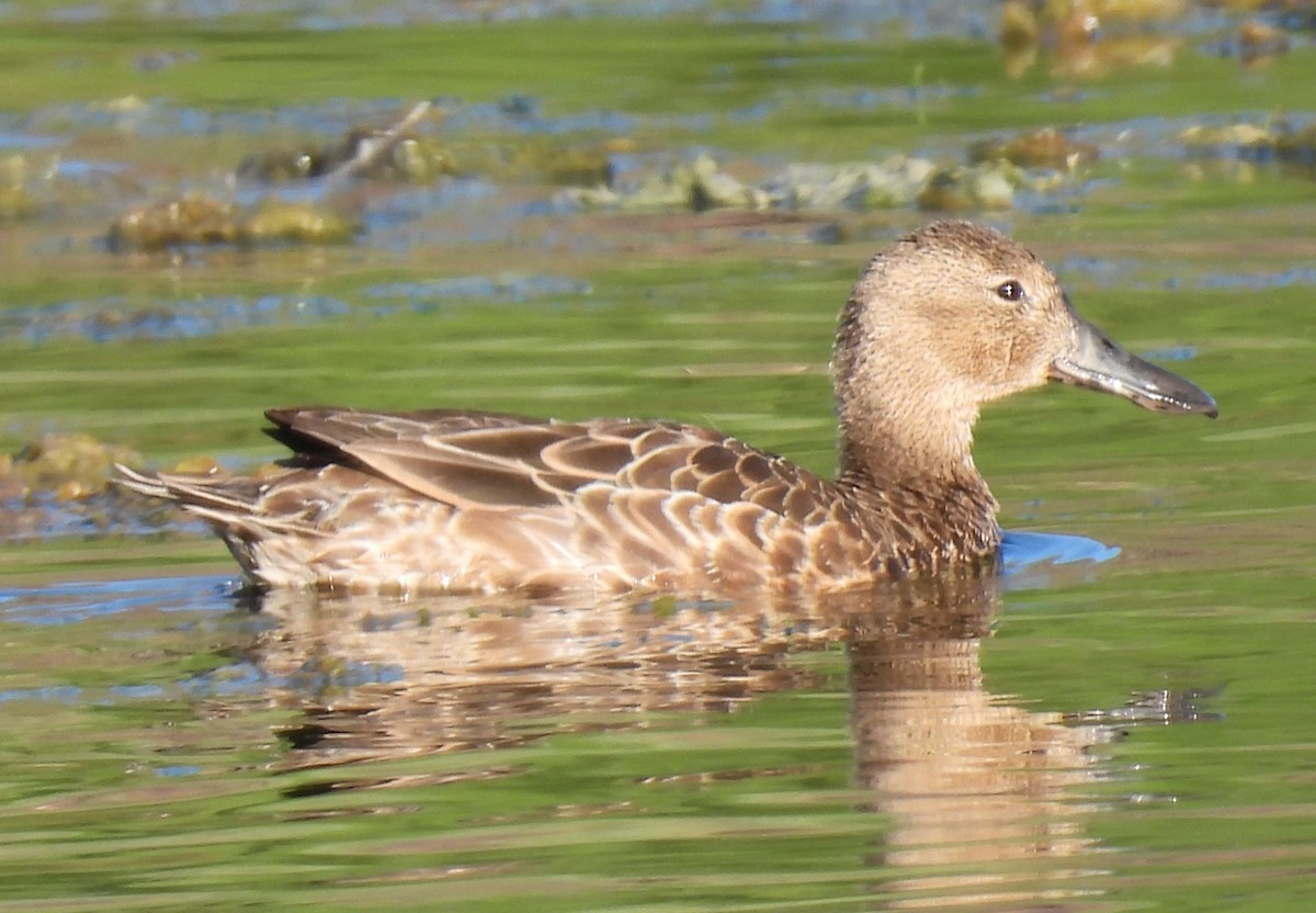アカシマアジ - ML643205303