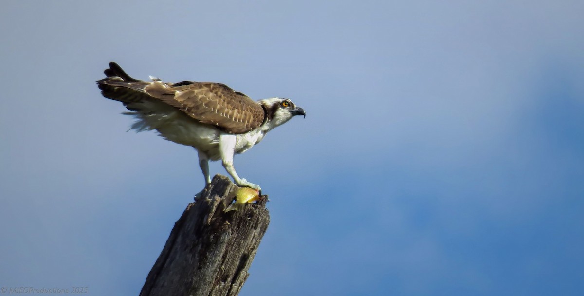 Osprey - ML643205319