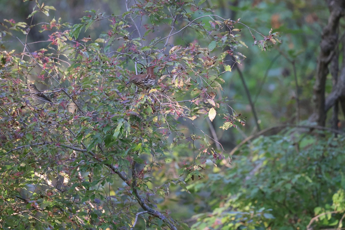 Grive à dos olive - ML643205337