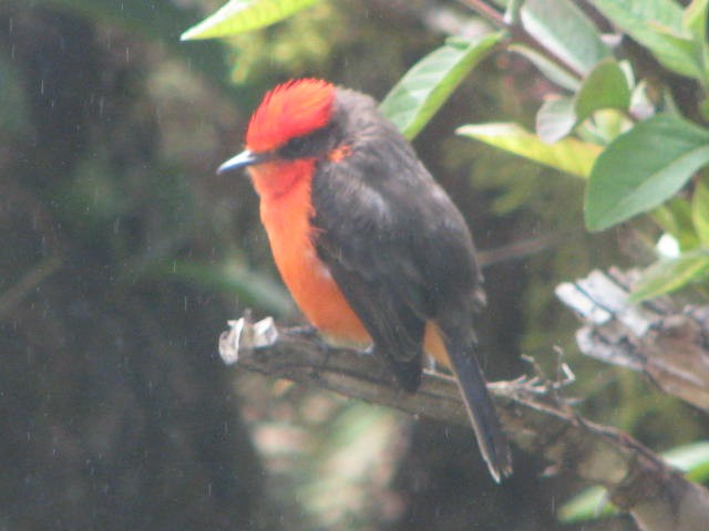 Moucherolle des Galapagos - ML643205353