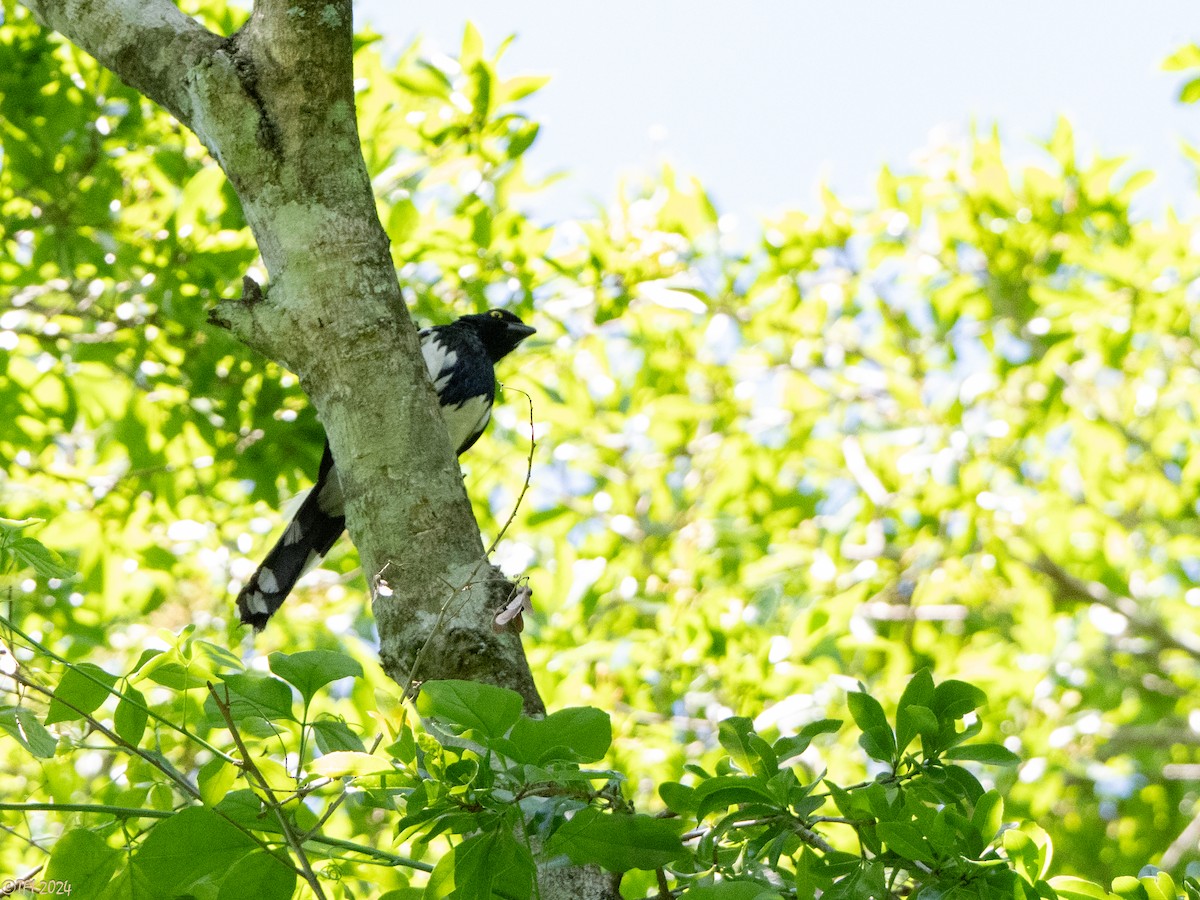 Magpie Tanager - ML643205365