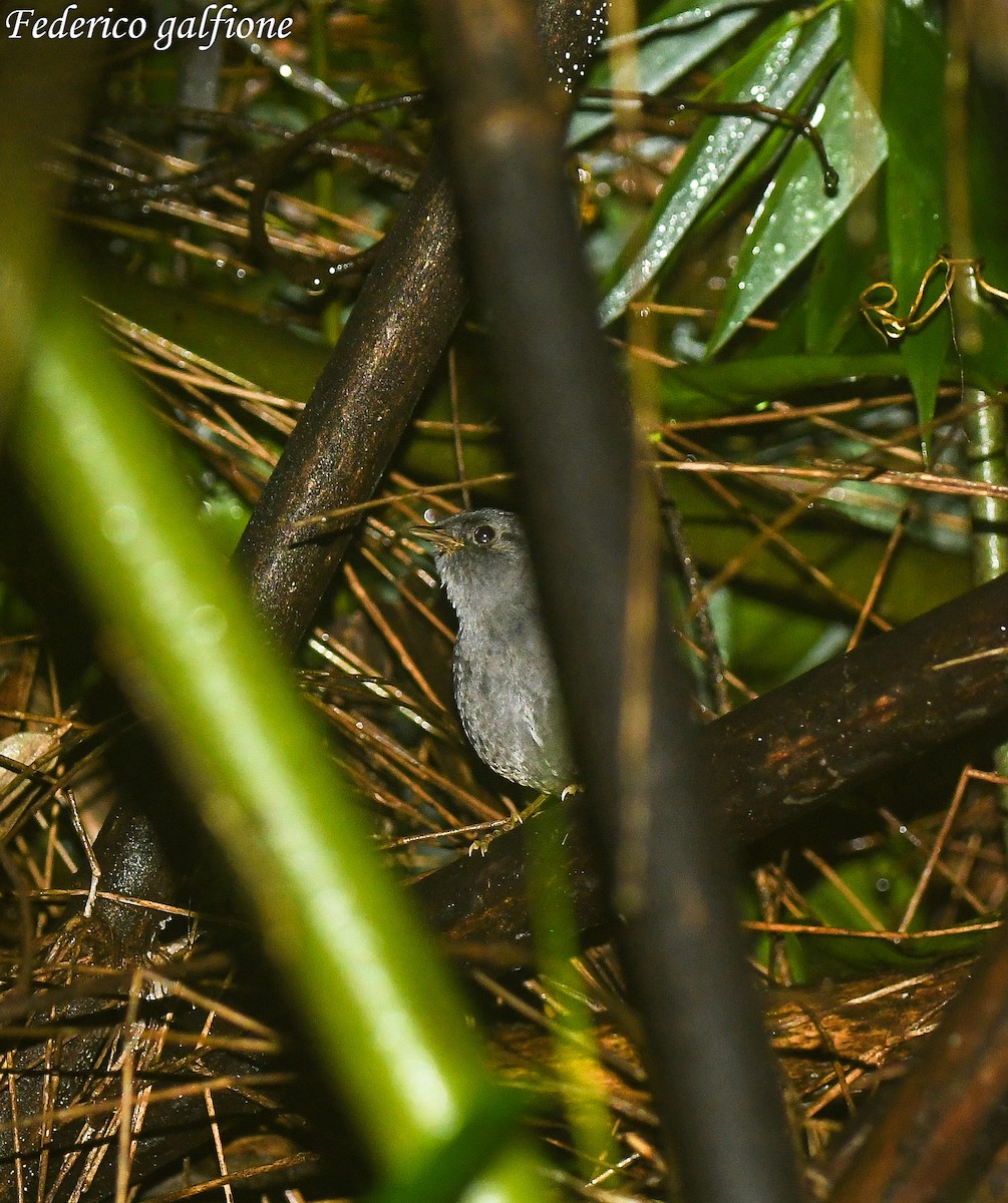 Planalto Tapaculo - ML643205371