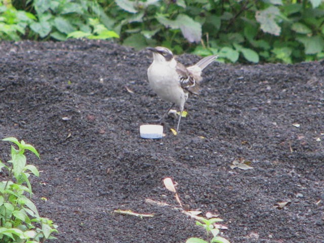 Galapagos Mockingbird - ML643205376