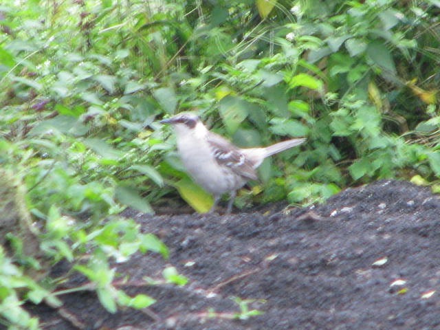 Galapagos Mockingbird - ML643205378