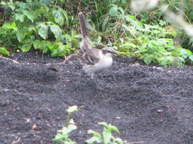 Galapagos Mockingbird - ML643205379