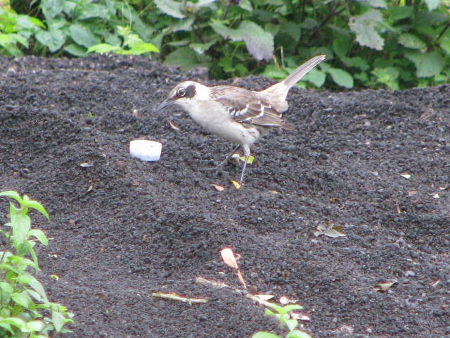 Galapagos Mockingbird - ML643205380
