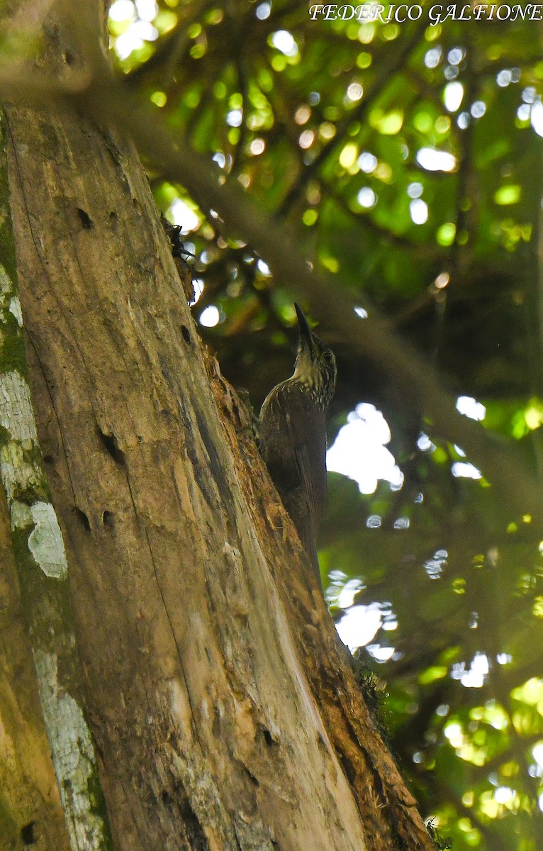 White-throated Woodcreeper - ML643205381