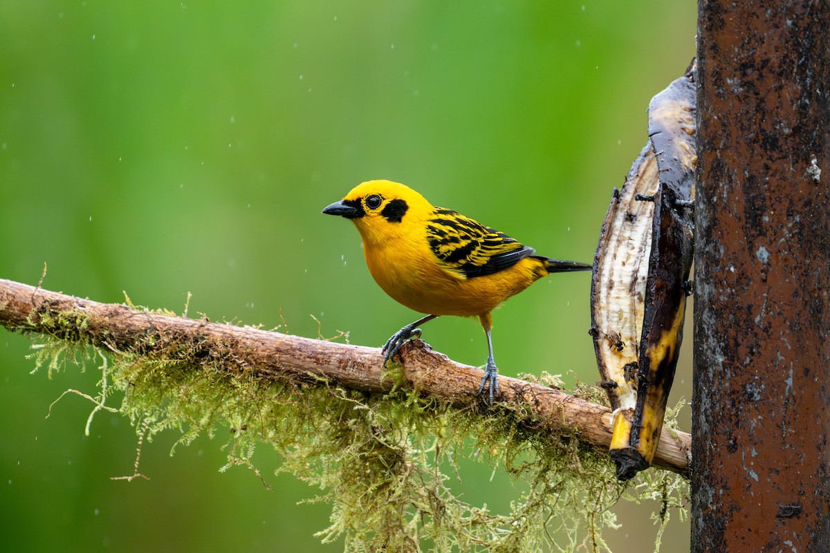 Golden Tanager - ML643205385