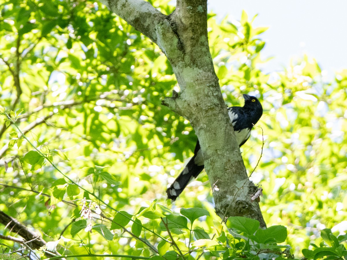 Magpie Tanager - ML643205388