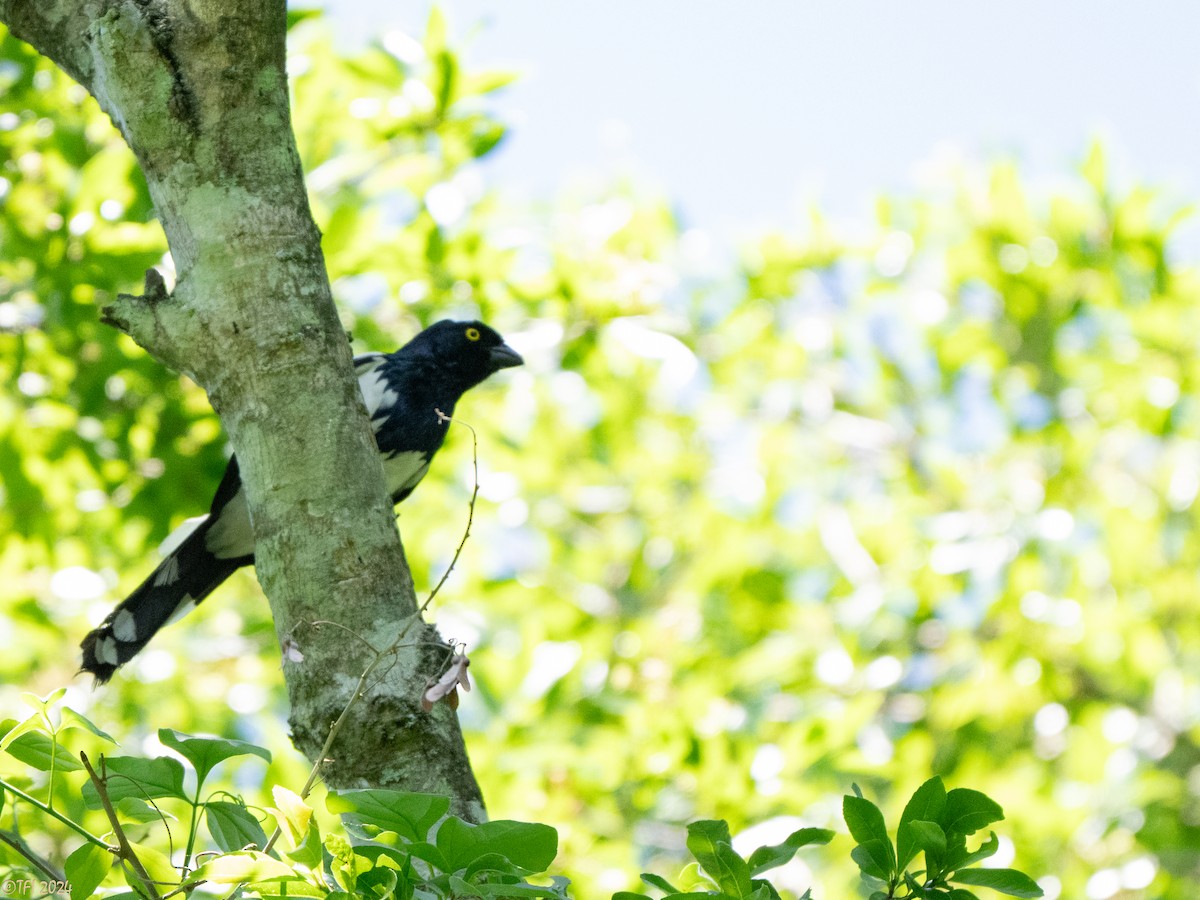 Magpie Tanager - ML643205393