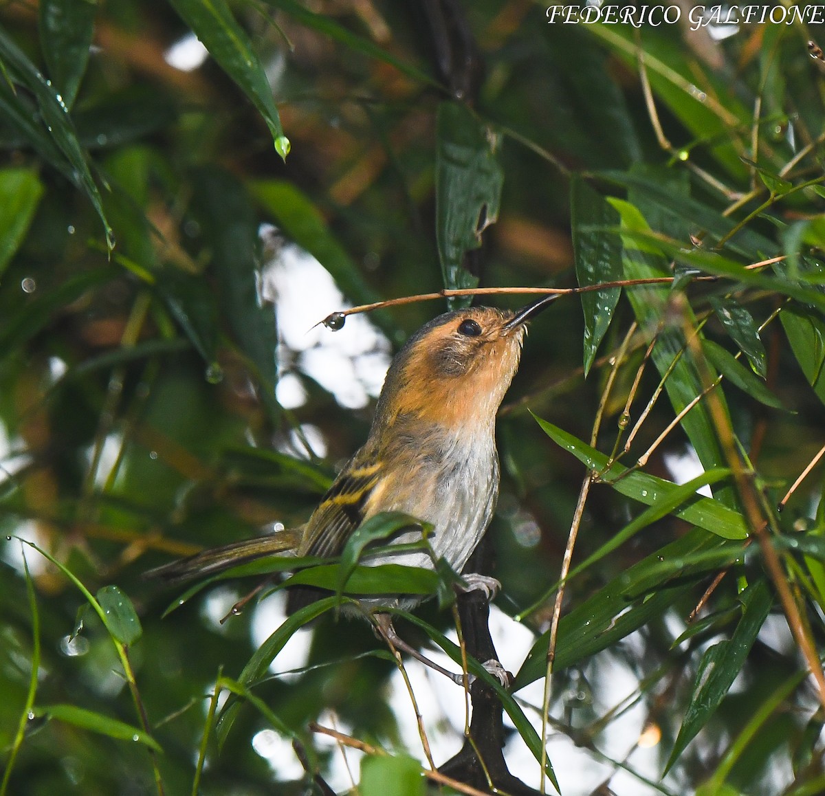 Ochre-faced Tody-Flycatcher - ML643205400