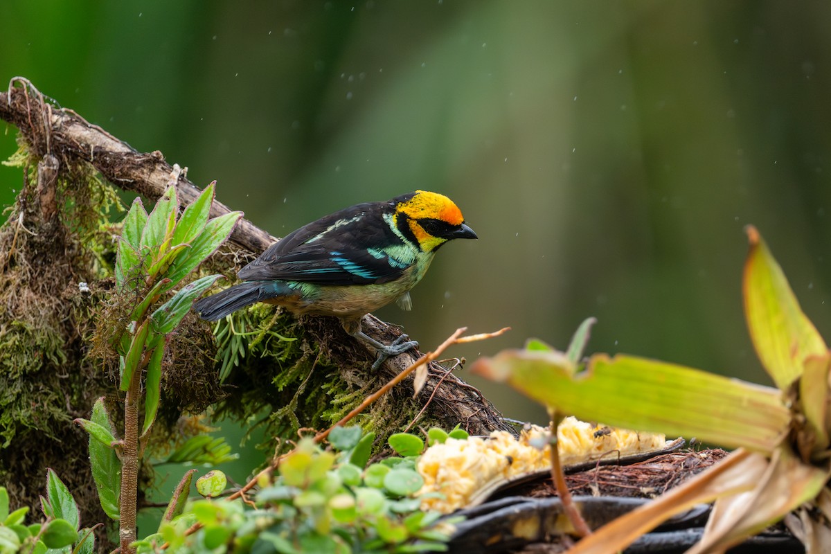 Flame-faced Tanager - ML643205405