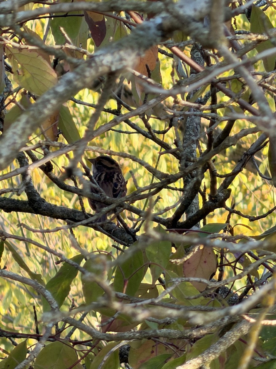 White-throated Sparrow - ML643205414
