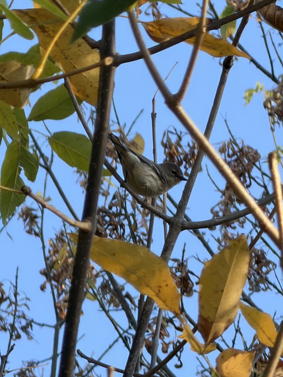 Yellow-rumped Warbler - ML643205434
